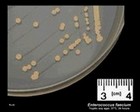 Enterococcus faecium TSA